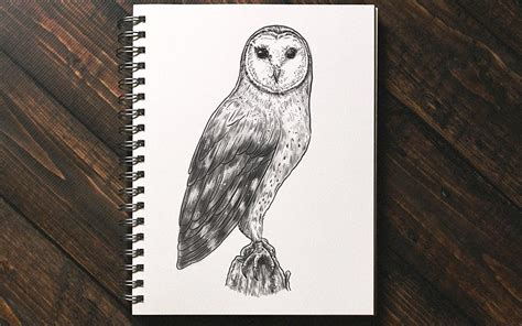 Learn How To Draw An Owl Owls Step By Step Drawing Tutorials | Porn Sex Picture