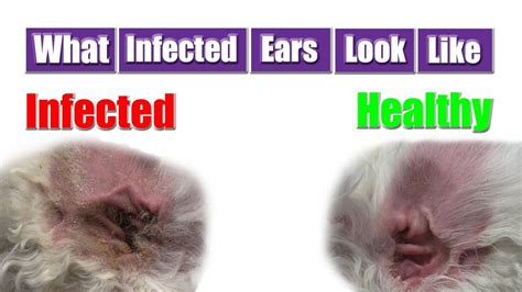 Dog Ear Infection | Pet Grooming Tip ! - YouTube