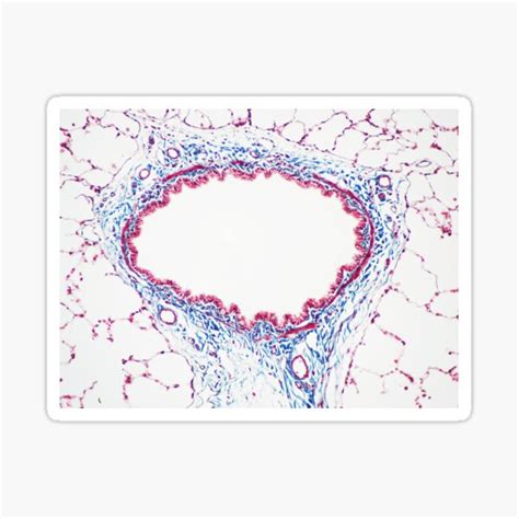 "Airway Histology" Sticker for Sale by deltoid | Redbubble