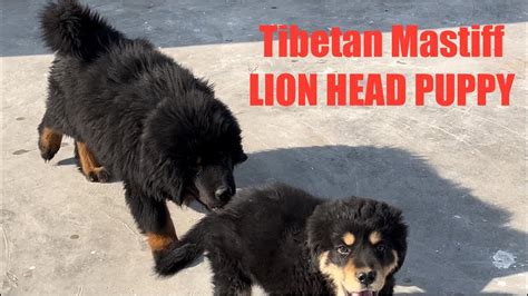 LION HEAD TIBETAN MASTIFF PUPPIES | TOO FUNNY THEY ARE 🤣 #puppy #funny ...