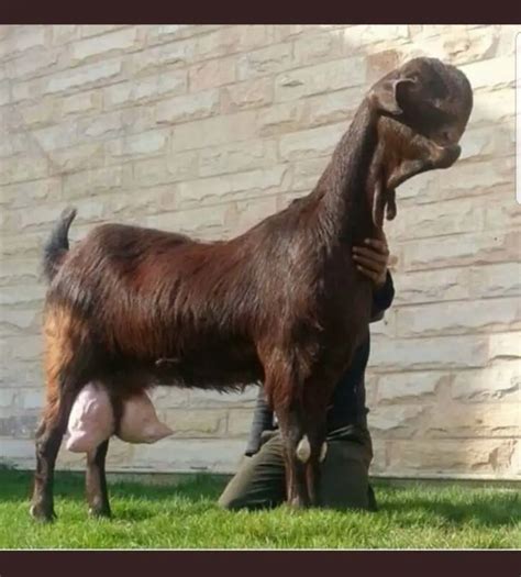 Raising Damascus Goats (2022): The Ultimate Guide