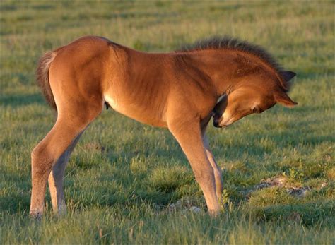 New Forest Pony Foal - a photo on Flickriver