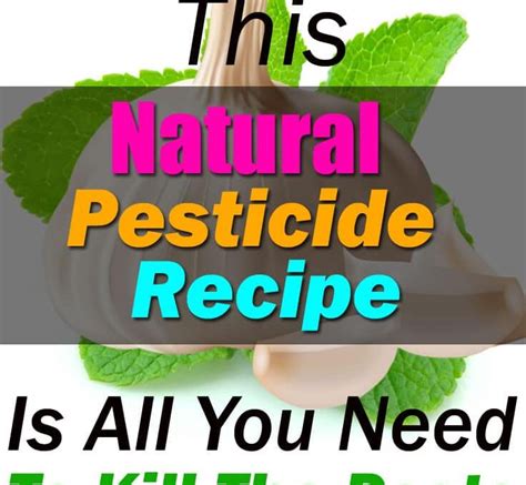 Homemade Organic Pesticides: Recipes And Tips For Safe And Effective Pest Control