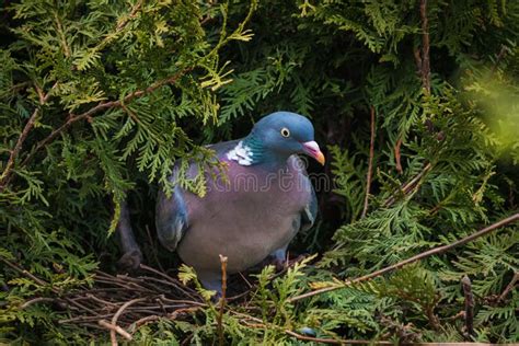 Pigeon on nesting box stock image. Image of habitat, columbidae - 9146523