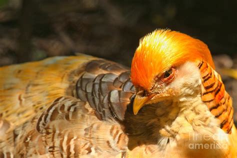 Golden Pheasant Female Photograph by Adam Jewell - Pixels