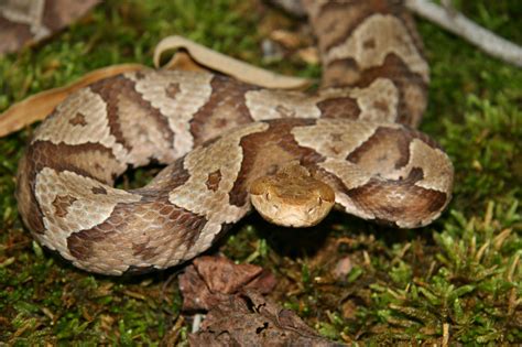 What is a Northern copperhead? - Animal Media Foundation