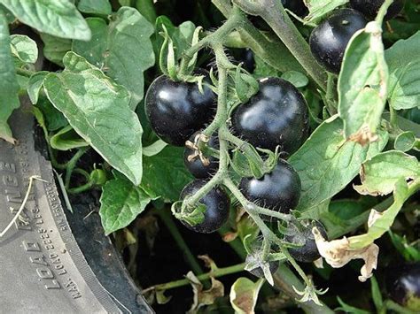 Indigo Rose Heirloom Tomato Seeds Black/Purple RARE Non GMO | Heirloom ...