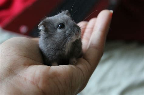 My Blueberry Dwarf Hamster looks so noble - Imgur Funny Hamsters, Dwarf Hamsters, Chinchillas ...