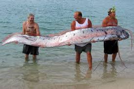 Giant Oarfish, Sea fishes, deep sea animals, Deep sea fishes, Creatures ...