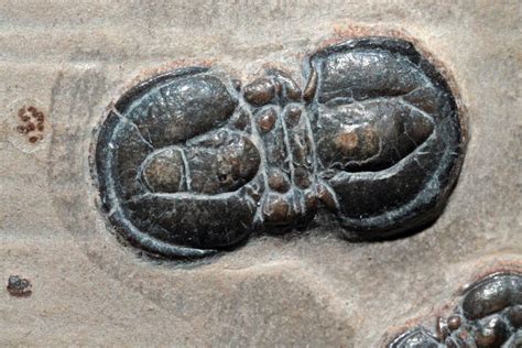 10 Different Types Of Trilobites (Identifying Trilobite Fossils) - Rock Seeker