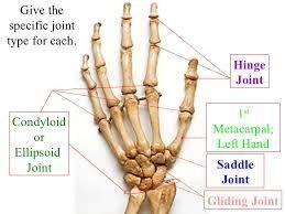 Image result for ellipsoid joint | Joint, Skeleton system, Hair accessories