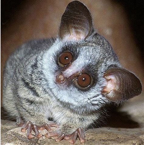 Bushbaby | Baby wild animals, Primates, Cute animals