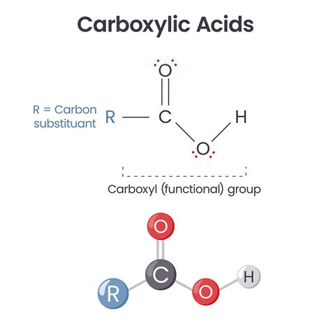 Premium Vector | Carboxylic acid chemical functional group scientific vector illustration ...