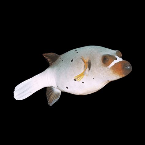 Hush Puppy Dog Face Pufferfish Arothron Nigropunctatus – Sims Tropical ...