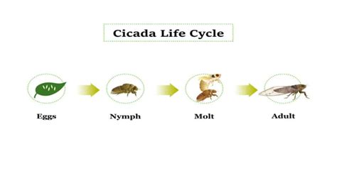 Cicada Life Cycle - Peculiar & Fascinating - Learn About Nature