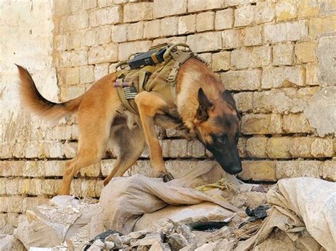 Pictures of U.S. Military Dogs in Action