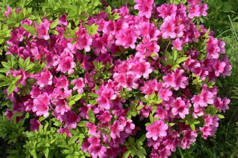 26 Gorgeous Pink Flowering Shrubs for Your Garden - DIY & Crafts