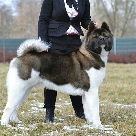 73 besten American Akita & Japanese Akita (Akita Inu) Bilder auf ...