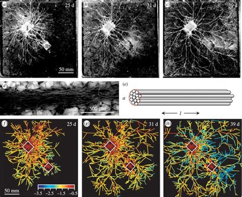 Mycelial network structure. (a-c) Corded mycelium of P. velutina... | Download Scientific ...