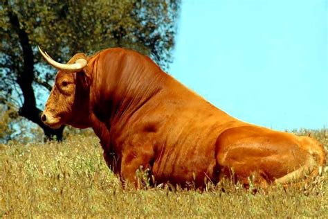 Pin de Francisco Barroso en Toros | Toros, Toros bravos, Toros de lidia