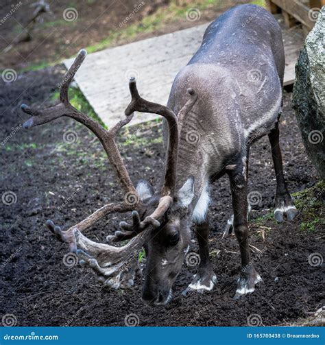 A Beautiful Reindeer with Great Antlers, Mammal Stock Photo - Image of ...