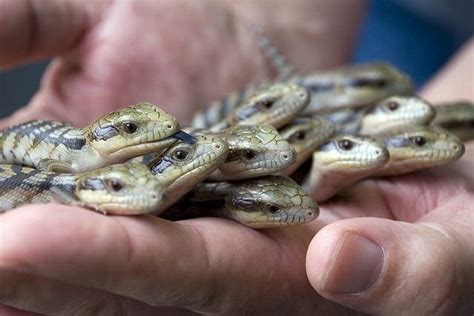 Blue-tongued skink babies (Tiliqua nigrolutea) I want all of them, like ...