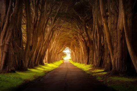 Tree-Lined Empty Road Wallpaper, HD Nature 4K Wallpapers, Images and ...