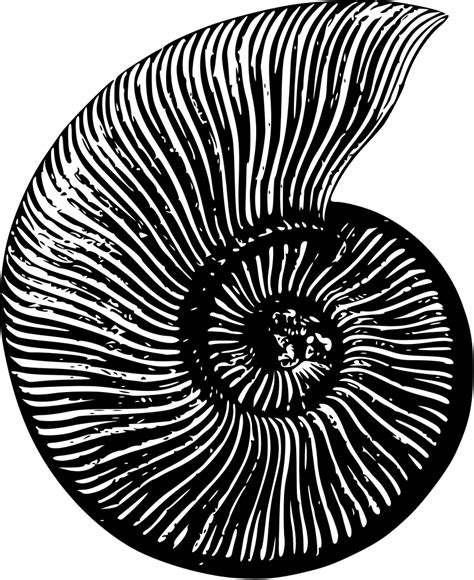 OnlineLabels Clip Art - Ammonite