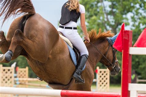 Have You Heard About the Best Jumping Horse Breeds? - The Horses Guide