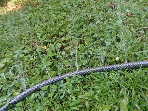 Soaker Hose Installation In Your Garden | The Rex Garden