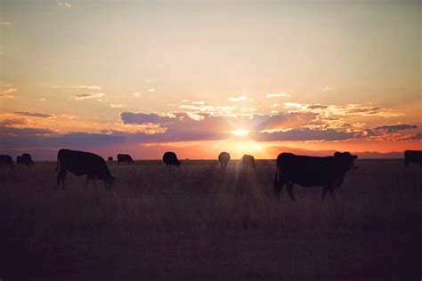 Sunset on the Ranch – macro moments…