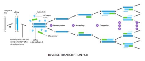 COVID-19-RT-PCR