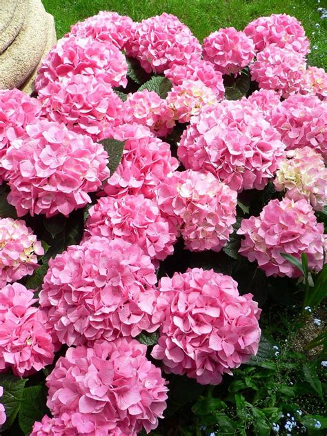 Bombastic blooms: Hydrangeas are hardy, showy late-summer plant in Michigan - mlive.com