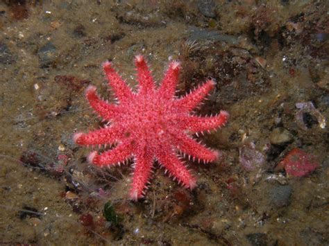 our classroom family: Starfish Facts