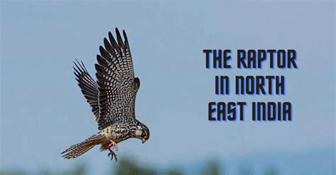 Amur Falcon in North East India: Migration and Conservation