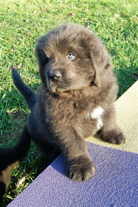 Cute Newfoundland puppy | Cute dogs, Newfoundland dog puppy, Cute puppies