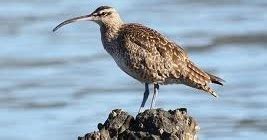 Eskimo Curlew (Numenius Borealis)- Shorebird ~ Cool Critters