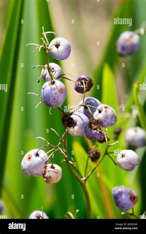 Dianella tasmanica, Tasman Flax Lily, Berries, Poisonous, Seeds, Blue, Fruits Stock Photo - Alamy