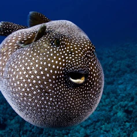 12 Interesting Pufferfish Facts - Fact Animal