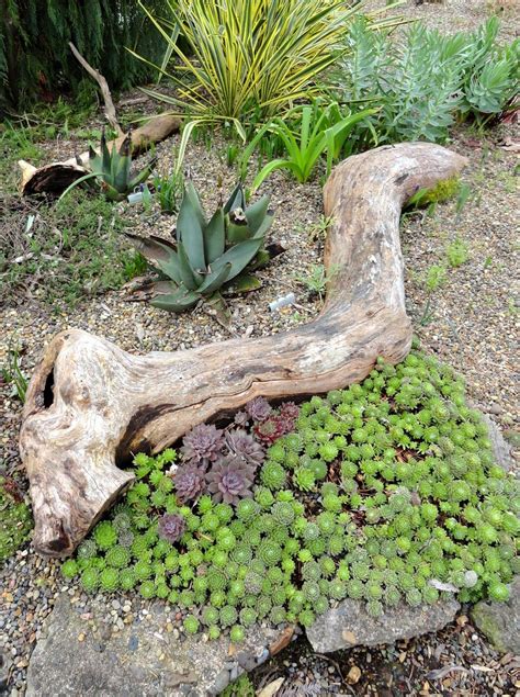 Visiting the O’Byrnes nursery and garden… | Succulents garden, Garden ...