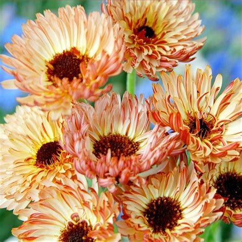 Calendula A beautiful flower form on a calendula, with creamy petals that have a red buff colour ...