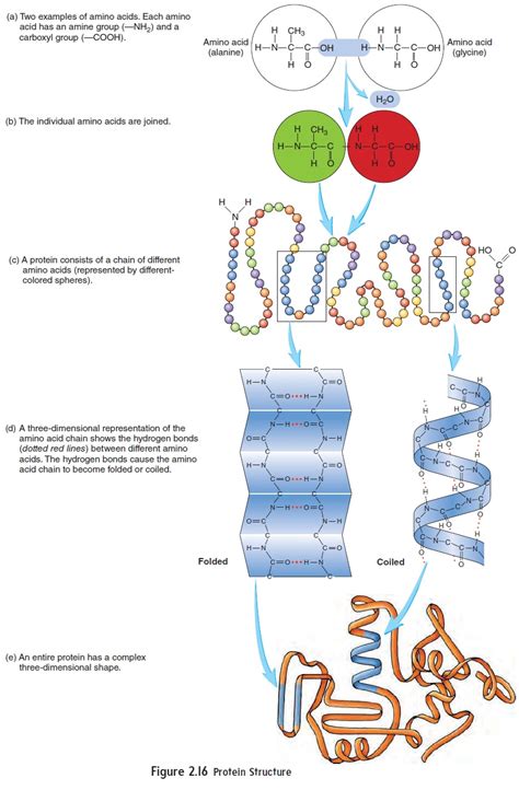 Organic Molecules