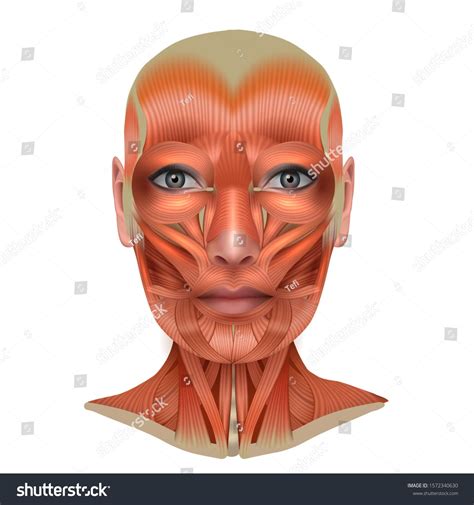 Muscles of the female face and neck structure physiology study diagram illustration drawing ...