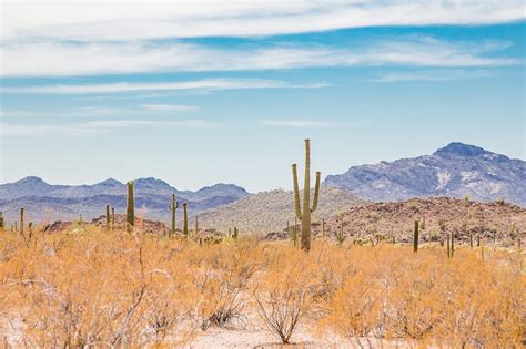 Cacti in Arizona – Cat Sparks Photography