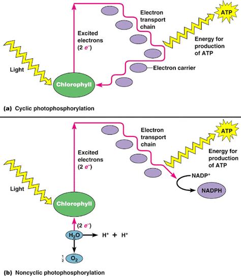 # 102 The light-dependent reactions, Photophosphorilation | Biology Notes for A level