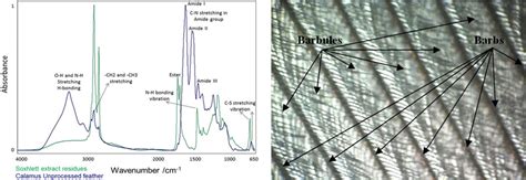 Optical microscopic images of a chicken feather at 80X magnification | Download Scientific Diagram