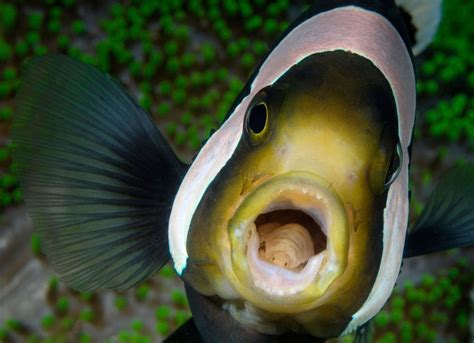 The tongue-eating louse is here to ruin everyone’s day - Australian Geographic