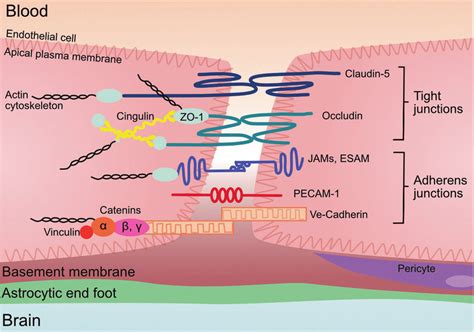 Endothelial cell tight junctions and adherens junction proteins. The... | Download Scientific ...