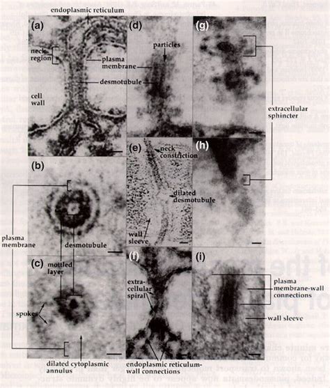 Plasmodesmata