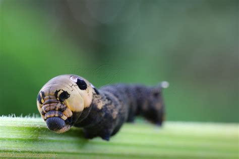 Elephant Hawkmoth caterpillar 2 photo WP45263